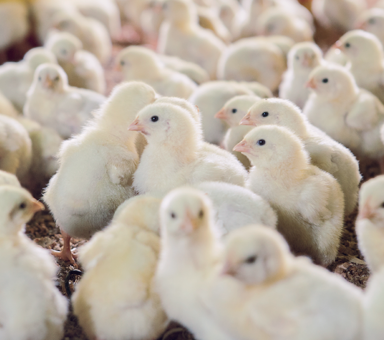 Distribuidora de carne de pollo