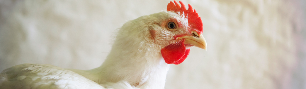 Pollo de calidad Pollo